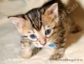 /album/litter-a/alpha-www-esbbengalcat-8-jpg1/